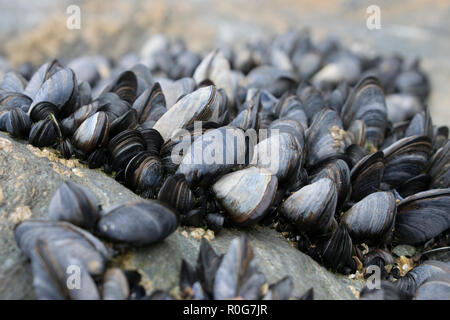 Blau, oder gemeinsame Muscheln auf Felsen bei Ebbe ausgesetzt Stockfoto