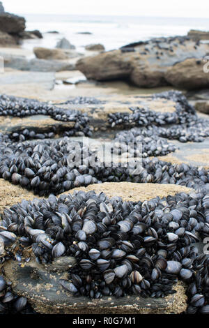 Blau, oder gemeinsame Muscheln auf Felsen bei Ebbe ausgesetzt Stockfoto