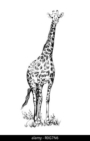 Giraffe hand Illustrationen gezeichnet (Originale, keine tastung) Stockfoto