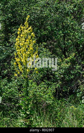 Frische gemeinsame Königskerze Blüten oder Molène thapsus in der Lozen Berg, Bulgarien Stockfoto