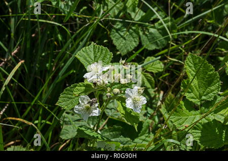 Lebendige white black Blüten in verschiedenen Stadien des Wachstums in der Lozen Berg, Bulgarien Stockfoto