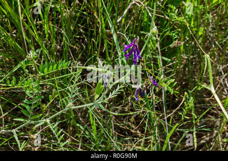 Blick auf einem Cluster von Crown vetch, Vicia sativa oder coronilla Varia wildflower auf der Wiese, Lozen Berg, Bulgarien Stockfoto