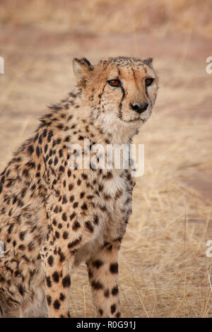 Gepard in einem Naturschutzgebiet in Namibia Stockfoto