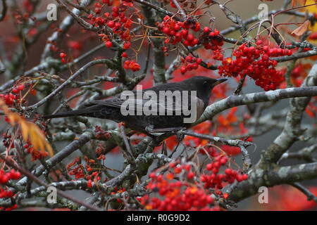 Ring Ouzel Stockfoto