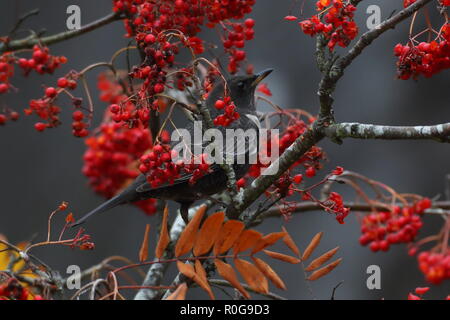 Ring Ouzel Stockfoto