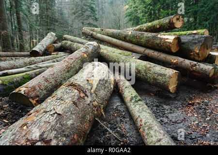 Stapel der schlammigen big Rundholz im Wald im Winter Stockfoto