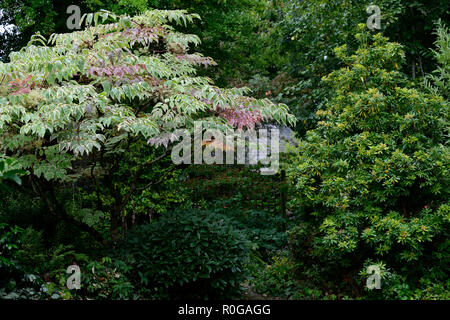 Aralia elata, Chinesische Engelwurz - Baum, Japanisch, Koreanisch angelica Angelica - Baum, Zierpflanzen, Bäume, Garten, Gärten, RM Floral Stockfoto