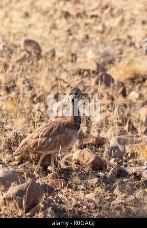 Ruppells Korhaan, aka Ruppells Bustard, Eupodotis rueppellii, ein Vogel in Namibia; gesehen Wild in der Wüste Namib, Namibia Afrika Stockfoto