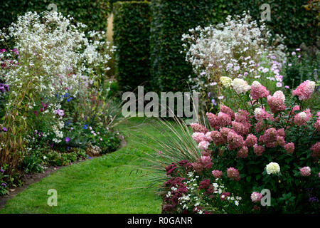 Hydrangea paniculata Vanille Fraise, Rosa, rispe, Blume, Blumen, flowerhead, Garten, Gärten, RM Floral Stockfoto