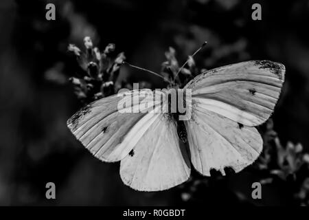 Schmetterling auf Blume Stockfoto