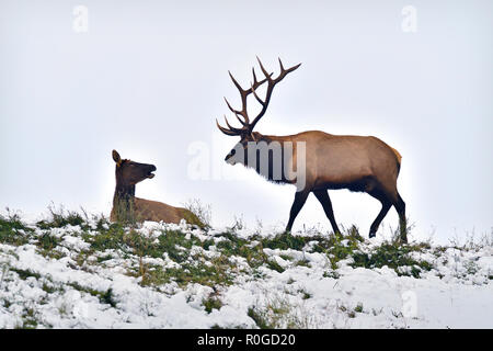 Ein Bullenelch nähert sich einem weiblichen Elch (Cervus elaphus), der sich auf einem schneebedeckten Bergrücken im ländlichen Alberta Kanada niederlegt. Stockfoto