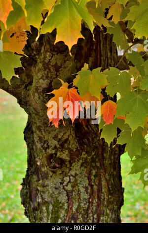 Eine vertikale Bild von Ahorn Baum mit seiner Blätter auf einem Ahornbaum im ländlichen Sussex New Brunswick, Kanada zu den Rot- und Gelbtönen. Stockfoto