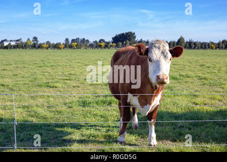 Eine braune und weiße Hereford Kuh steht am Zaun in einem Feld auf dem Bauernhof Stockfoto