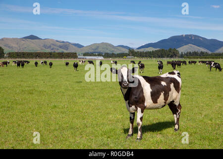 Titel eine schwarz-weiße Kuh hebt sich von der Herde im Feld in Canterbury, Neuseeland Stockfoto