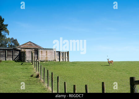 Ein Reh sieht von Beweidung in einem paddock und ein WOOLSHED sitzt oben auf einen Aufstieg in die Landschaft Stockfoto