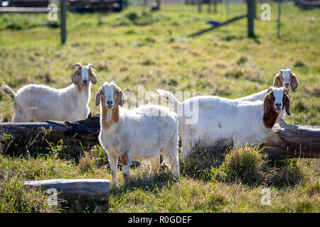 Braune und weiße Ziegen in Feld auf einem Bauernhof Stockfoto