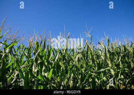 Stiele von Mais in einem Maisfeld mit blauem Himmel, Lancaster County, Pennsylvania, PA, USA, US, Gemüsegarten Gemüseanbau Stockfoto