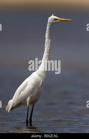 Portrait intermediate Reiher stehend in der Moore River Moore River National Park Western Australia Stockfoto