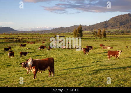 Ein hereford Kuh sieht von Beweidung in der Abendsonne in Neuseeland Stockfoto