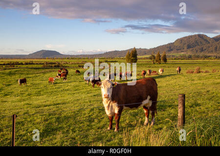 Hereford Rind in der Abendsonne in ein Feld in Neuseeland Stockfoto