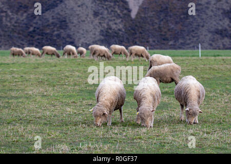 Merino Schafe grasen auf ein Feld in der High Country, Neuseeland Stockfoto