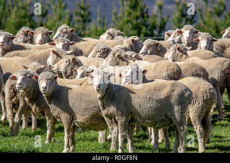 Eine Herde geschorener Merino Schafe auf einer Farm in Neuseeland Stockfoto