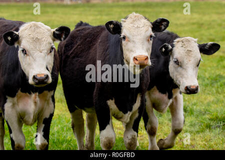 Drei schwarz und weiß lenkt in einer Wiese in Neuseeland Stockfoto