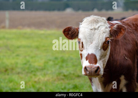 Eine braune und weiße Kuh sieht von Beweidung in seinem Gebiet auf einer Farm in Neuseeland Stockfoto