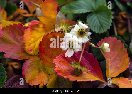 Erdbeer Blüten im Spätherbst im Garten Stockfoto