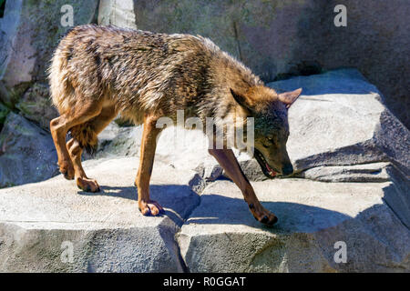 Canis lupus Signatus oder iberischen Wolf im Zoo Stockfoto