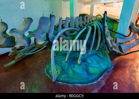 Teil der Wal Skelett im Museum ausgestellt. Stockfoto