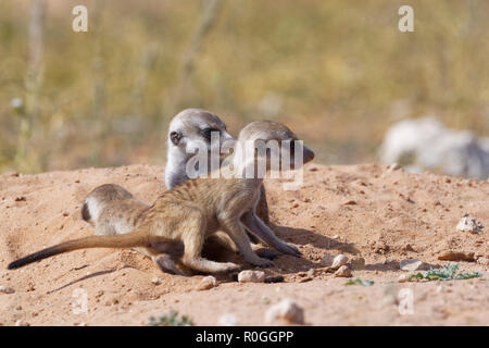 Erdmännchen (Suricata suricatta), drei junge Männer an Burrow, Kgalagadi Transfrontier Park, Northern Cape, Südafrika, Afrika Stockfoto