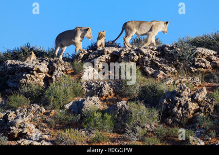 Afrikanische Löwen (Panthera leo), zwei junge männliche Löwen mit zwei Jungen wandern an der Spitze des Hügels, Kgalagadi Transfrontier Park, Südafrika, Afrika Stockfoto