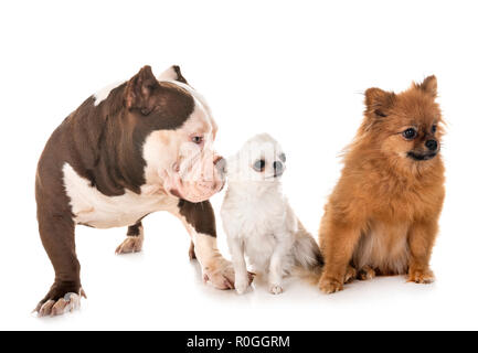 Männliche amerikanische Bully und kleine Hunde vor weißem Hintergrund Stockfoto