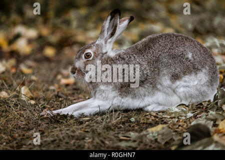 Eine White-tailed Jackrabbit sitzt im Unterholz. In Edmonton, Alberta, Kanada. Stockfoto