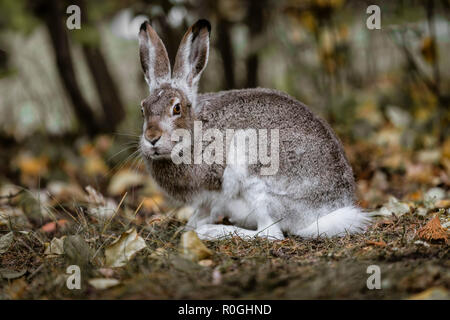 Eine White-tailed Jackrabbit sitzt im Unterholz. In Edmonton, Alberta, Kanada. Stockfoto