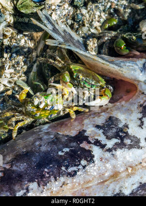 Nahaufnahme eines kleinen Krabbe bei Ebbe bereit, tote Fische zu essen, Konzept der natürlichen Nahrungskette Saltery Bay Provincial Park, British Columbia, Kanada Stockfoto