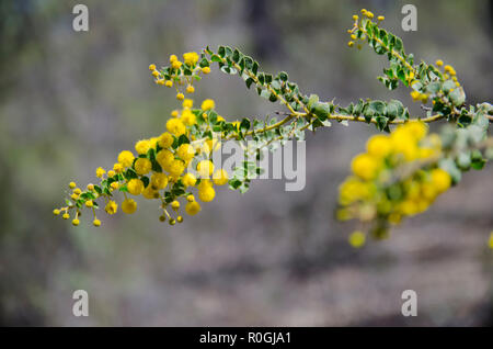 Flechtwerk. Australische floral Emblem Stockfoto