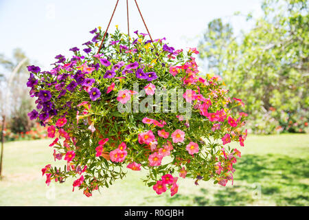 Einem hängenden Korb rot, lila und violett Calibrachoa hybrid Blumen. Stockfoto