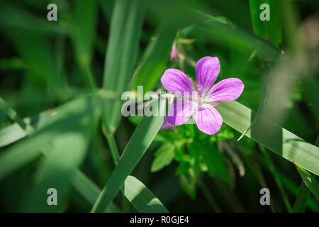 Nahaufnahme von einer einzigen Blume des Waldes cranesbill (lat.: Geranium sylvaticum), die zwischen Reed verlässt. Ort: Deutschland / Bayern / Ostallgäu. Stockfoto