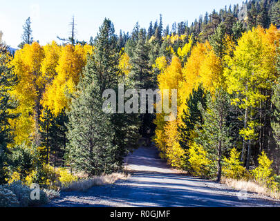 Ändern der Farben fallen im Wald Stockfoto