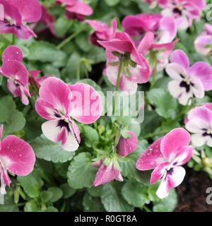 Nahaufnahme der schöne rosa Veilchen oder bunte wilde Stiefmütterchen. Helle Details der kleine Blütenblätter. Grün und floral background. Stockfoto