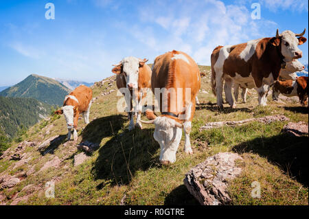 Kühe auf der Seiser Alm, der größten Hochalm Europas, atemberaubenden Rocky Mountains im Hintergrund. Stockfoto