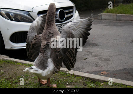 Lustige braune Gans Schlagflügel auf der Urban Street in der Nähe der weißen Moderne Auto Stockfoto