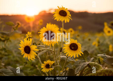 Sonnenuntergang über einem Feld mit Sonnenblumen, Val d'Orcia in der Toskana Italien Europa EU Stockfoto