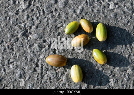 Paar bunte unreife Eicheln liegen auf dem grauen trockenen Asphalt, Herbst Hintergrund Stockfoto