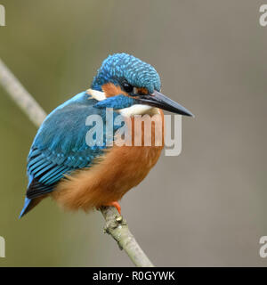 Eurasischen Kingfisher/Eisvogel (Alcedo atthis), männlichen Vogel auf einem Zweig oberhalb der uferstraße von einem kleinen Bach gelegen, seitlichen Blick, Tierwelt, Stockfoto