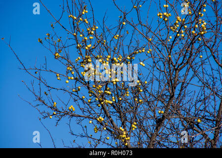 Wilder Apfelbaum im Herbst suuny Tag Stockfoto