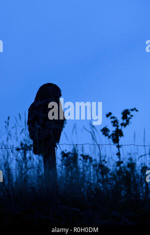 Uhu/Europäischer Uhu (Bubo bubo) bei Nacht, auf einem fencepost, gegen den dunkelblauen Himmel, Jagd, Wildtiere, Europa Silhouette thront. Stockfoto