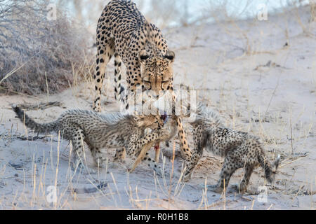 Gepard (Acinonyx jubatus) und jungen Fütterung auf Scheuern Hase (Lepus Saxatilis), Kgalagadi Transfrontier Park, Südafrika, Stockfoto